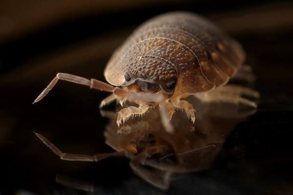 PEST CONTROL HITCHIN, Hertfordshire. Services: Bed Bug Pest Control. Our bed bug pest control services are designed to eliminate infestations and provide long-term relief.