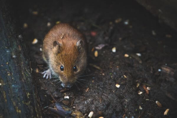 PEST CONTROL HITCHIN, Hertfordshire. Services: Mouse Pest Control. Our team of experts can help you identify and eliminate the source of your mouse infestation.