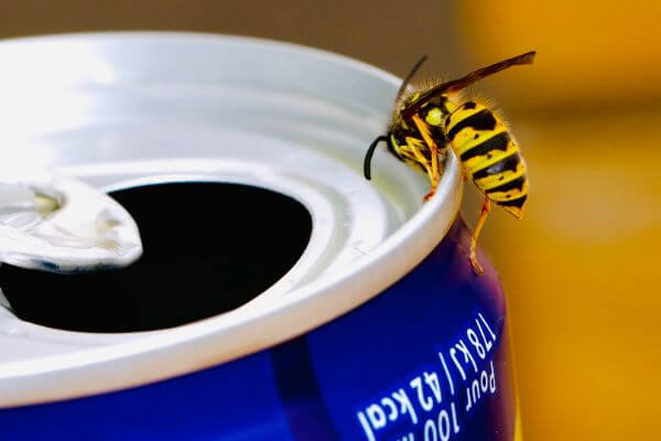 PEST CONTROL HITCHIN, Hertfordshire. Services: Wasp Pest Control. Our wasp pest control services are designed to provide long-term solutions to your pest problems.